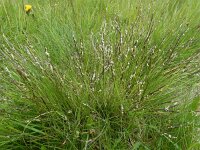 Nardus stricta 21, Borstelgras, Saxifraga-Ed Stikvoort : 12 juni 2024 Col du Béal en richting Chamazel