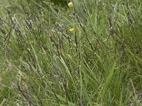 Nardus stricta 15, Borstelgras, Saxifraga-Willem van Kruijsbergen