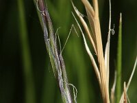 Nardus stricta 2, Borstelgras, Saxifraga-Rutger Barendse