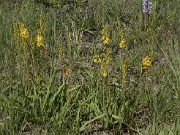 Narthecium ossifragum 108, Beenbreek, Saxifraga-Willem van Kruijsbergen