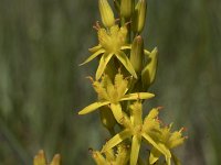 Narthecium ossifragum 110, Beenbreek, Saxifraga-Willem van Kruijsbergen