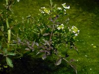 Nasturtium microphyllum 10, Slanke waterkers, Saxifraga-Ed Stikvoort