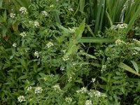 Nasturtium microphyllum 13, Slanke waterkers, Saxifraga-Ed Stikvoort