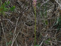 Neotinea maculata 10, Saxifraga-Ed Stikvoort