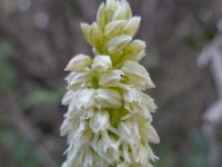 Neotinea maculata 11, Saxifraga-Ed Stikvoort