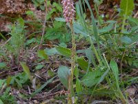 Neotinea maculata 12, Saxifraga-Ed Stikvoort