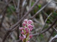 Neotinea maculata 13, Saxifraga-Ed Stikvoort