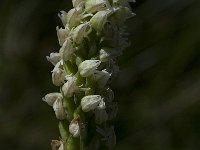 Neotinea maculata 2, Saxifraga-Willem van Kruijsbergen