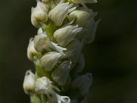 Neotinea maculata 3, Saxifraga-Willem van Kruijsbergen