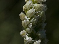Neotinea maculata 4, Saxifraga-Willem van Kruijsbergen