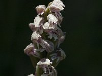 Neotinea maculata 5, Saxifraga-Willem van Kruijsbergen