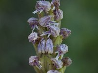 Neotinea maculata 7, Saxifraga-Willem van Kruijsbergen