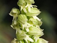 Neotinea maculata 8, Saxifraga-Hans Dekker