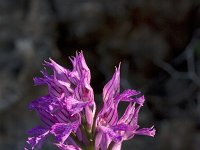 Orchis tridentata : Gebied, Israel, Orchid, Orchis, www.Saxifraga.nl