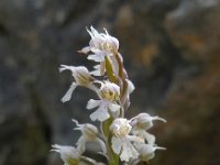 Neotinea tridentata ssp conica 20, Saxifraga-Ed Stikvoort