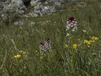Neotinea ustulata 19, Aangebrande orchis, Saxifraga-Jan van der Straaten