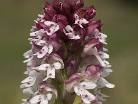Neotinea ustulata 28, Aangebrande orchis, Saxifraga-Jan van der Straaten
