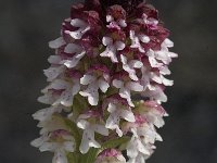 Neotinea ustulata 30, Aangebrande orchis, Saxifraga-Jan van der Straaten