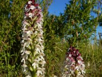 Neotinea ustulata 60, Aangebrande orchis, Saxifraga-Ed Stikvoort