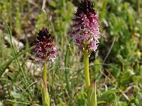 Neotinea ustulata 65, Aangebrande orchis, Saxifraga-Harry Jans