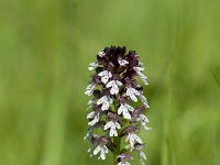 Neotinea ustulata 66, Aangebrande orchis, Saxifraga-Luuk Vermeer