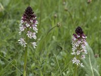 Neotinea ustulata 67, Aangebrande orchis, Saxifraga-Willem van Kruijsbergen