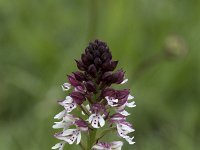 Neotinea ustulata 68, Aangebrande orchis, Saxifraga-Willem van Kruijsbergen