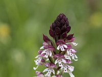 Neotinea ustulata 70, Aangebrande orchis, Saxifraga-Willem van Kruijsbergen