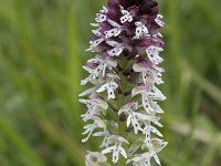 Neotinea ustulata 73, Aangebrande orchis, Saxifraga-Willem van Kruijsbergen