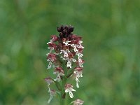 Neotinea ustulata 74, Aangebraande orchis, Saxifraga-Jan van der Straaten