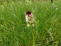 Neotinea ustulata 77, Aangebrande orchis, Saxifraga-Hans Grotenhuis