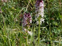 Neotinea ustulata 80, Aangebrande orchis, Saxifraga-Mark Zekhuis
