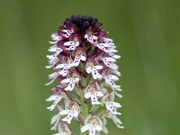 Neotinea ustulata 86, Aangebrande orchis, Saxifraga-Mark Zekhuis