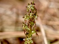 Neottia cordata 41, Kleine keverorchis, Saxifraga-Sonja Bouwman  1084. Kleine keverorchis - Neottia cordata - Orchidacea familie (i) Vlieland