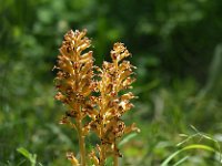 Neottia nidus-avis 40, Vogelnestje, Saxifraga-Hans Dekker