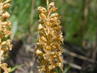 Neottia nidus-avis 52, Vogelnestje, Saxifraga-Sonja Bouwman  1056. Vogelnestje - Neottia nidus-avis - Orchidaceae famile (i)