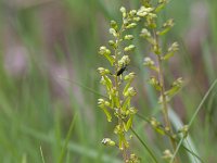 Neottia ovata 71, Grote keverorchis, Saxifraga-Jan Nijendijk