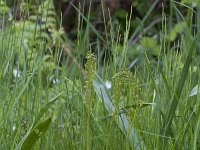 Neottia ovata 73, Grote keverorchis, Saxifraga-Jan Nijendijk