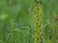 Neottia ovata 75, Grote keverorchis, Saxifraga-Hans Dekker