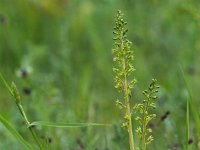 Neottia ovata 77, Grote keverorchis, Saxifraga-Hans Dekker