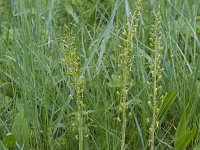 Neottia ovata 82, Grote keverorchis, Saxifraga-Jan Nijendijk