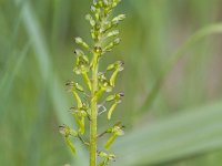 Neottia ovata 83, Grote keverorchis, Saxifraga-Jan Nijendijk