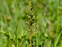 Neottia ovata 85, Grote keverorchis, Saxifraga-Sonja Bouwman  695. Grote keverorchis - Neottia ovata - Orchidaceae familie (i) Oud Amelisweerd, Wijlre, Gerendal