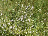 Nepeta cataria 7, Wild kattenkruid, Saxifraga-Hans Grotenhuis