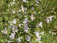 Nepeta cataria 8, Wild kattenkruid, Saxifraga-Hans Grotenhuis