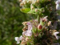 Nepeta cataria 9, Wild kattenkruid, Saxifraga-Rutger Barendse
