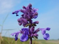 Nepeta racemosa 12, Blauw kattenkruid, Saxifraga-Ed Stikvoort