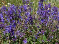 Nepeta racemosa 13, Blauw kattenkruid, Saxifraga-Ed Stikvoort