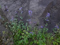 Nepeta racemosa 4, Blauw kattenkruid, Saxifraga-Ed Stikvoort