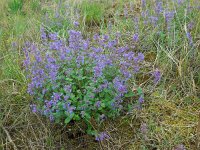Nepeta racemosa 8, Blauw kattenkruid, Saxifraga-Ed Stikvoort